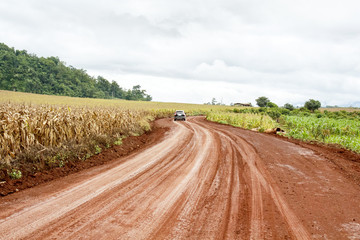 Fototapeta na wymiar Rural landscape with dirt road between corn fields