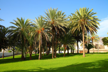 palm trees