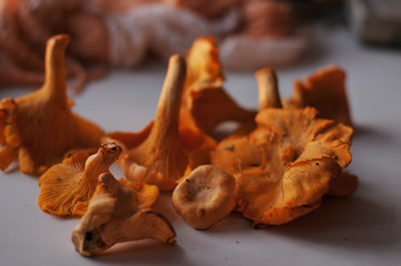 chanterelles at the sunset