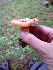 en busca de setas en un dia lluvioso en el bosque