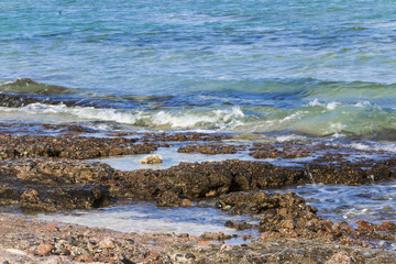 Coral reef