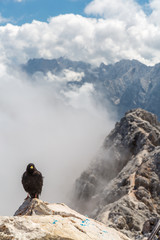 Alpine chough crow