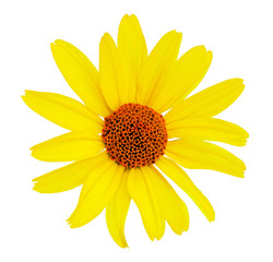 Flower, white isolated background with clipping path. no shadows. Closeup with no shadows. Yellow, red.
