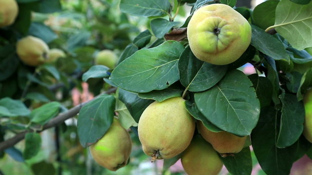 Quinces on tree with green leaves