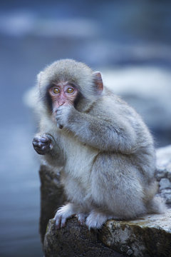 Small Japanese snow monkey at hot spring in Jigokudani Park
