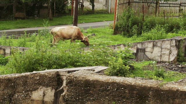 Cow on city street
