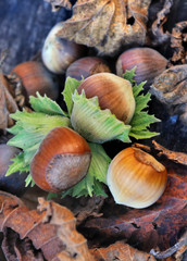 noisettes au sol parmi feuilles