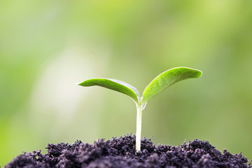 Growing plant