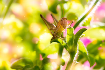 Grasshopper on a flower.