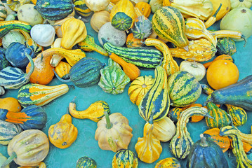 Pumpkins at Ravenna Gardens & Terraces 2015 Green Ravenna floral exhibition.