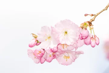 Pink cherry blossoms
