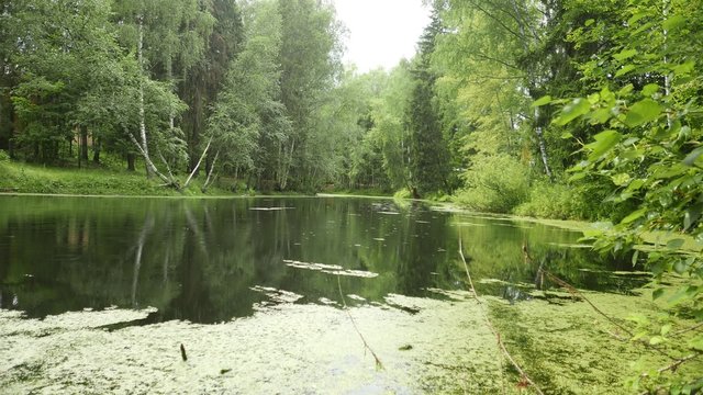 Rain at calm pond 4k.