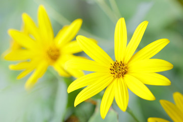 Obraz premium Jerusalem artichoke flower