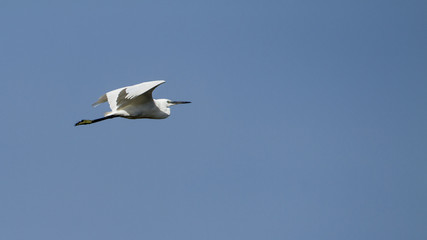 Little egret flying isolated in blue sky
