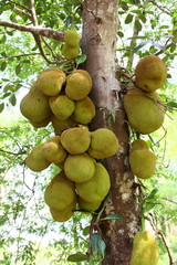 jackfruit on the tree.

