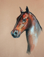 bay horse head © Cattallina
