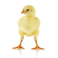 Little chicken isolated