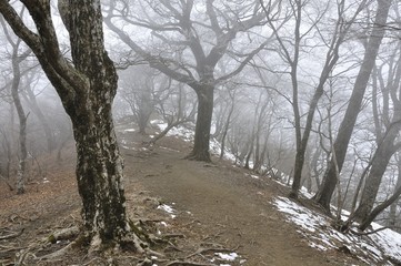 霧の樹林