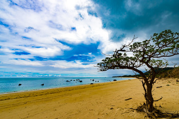 Sea, trees, landscape. Okinawa, Japan, Asia.