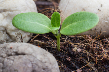 Green sprout growing from seed