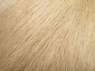 Macro Dog Hair
