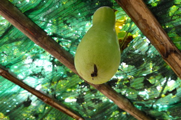 winter melon hanging from branch in the garden