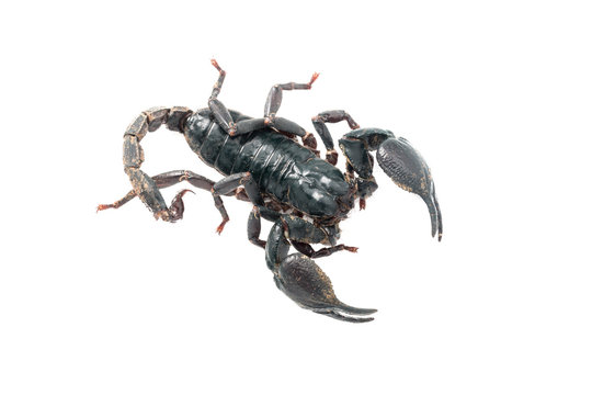 Giant forest scorpion species found in tropical and subtropical