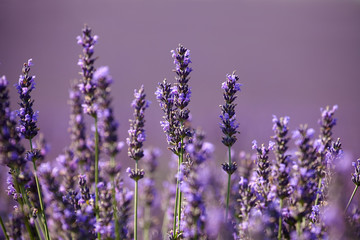 Flowers of lavender  on a purple background