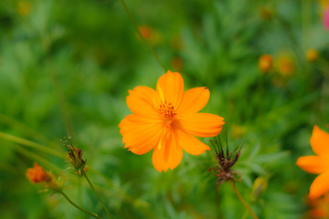 Yellow cosmos flower
