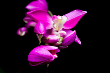 Fototapeta na wymiar Pink flowers with a black background.