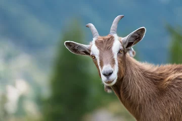 Fotobehang A goat looks at us © michelangeloop