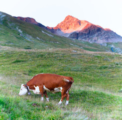 Fototapeta na wymiar Cow grazing on the Alps