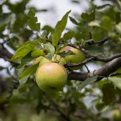 Яблоки на яблоне