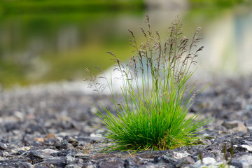 Tuft of grass between the stones