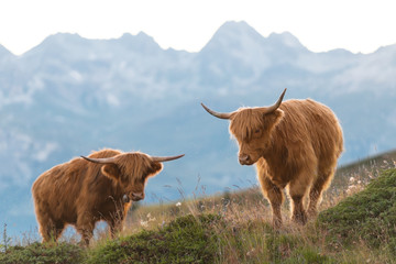 Two highlander - Scottish cow On the Swiss Alps