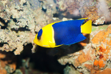 Fototapeta na wymiar Bicolor Angelfish