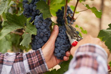 Male hands during the harvest of the grapes