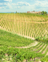 Fototapeta na wymiar Vineyard on the hillside in Tuscany, Italy.
