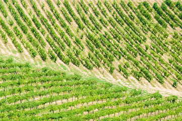 Vineyard on the hillside in Tuscany, Italy.