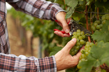 Naklejka na ściany i meble Farmers hands holding garden secateurs and with freshly The farmer during the harvest grapes