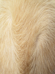 Macro Dog Hair