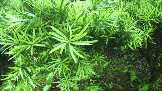 Podocarpus macrophyllus in botanic garden