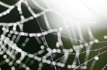 Spinnennetz