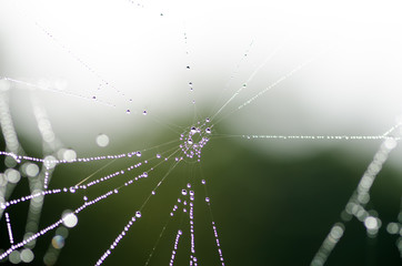 Spinnennetz