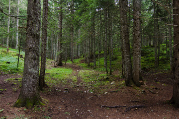 path in green pinetrees forest