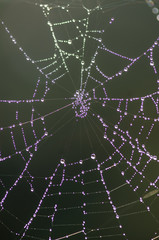 Spinnennetz