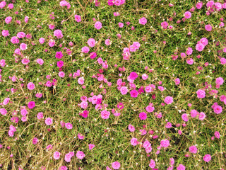 Fototapeta premium Portulaca flowers at the garden in morning