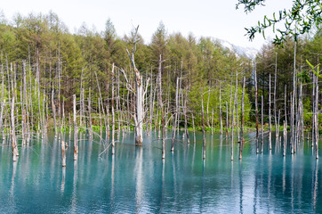 美瑛の青い池 北海道