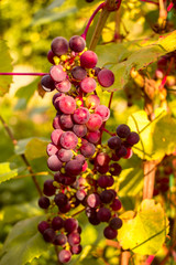 Bunch of red grapes in the setting sun.
