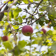 Яблоко на ветке